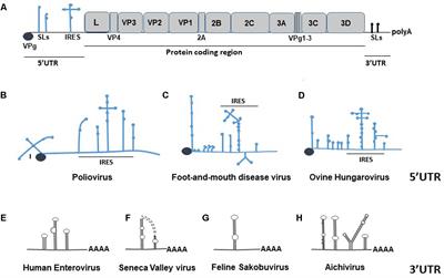 The Roles of Picornavirus Untranslated Regions in Infection and Innate Immunity